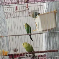 پرنده