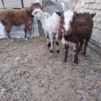 بره و بز|حیوانات مزرعه|حمیدیا, |دیوار