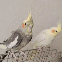 جفت مولد عروس