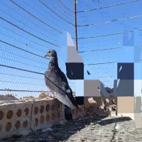 کله سیاه پرشی