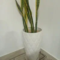 گل و گلدون 700000