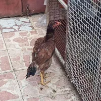 فروش مرغ و خروس لاری|حیوانات مزرعه|رستمآباد, |دیوار