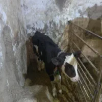 گاو گوساله ماده|حیوانات مزرعه|دینور, |دیوار