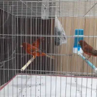 قناری سرخ سوخته نر