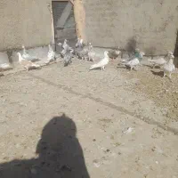 سرور نر  ماده  جفت همه مدل سرور داره|پرنده|پائین جام, |دیوار