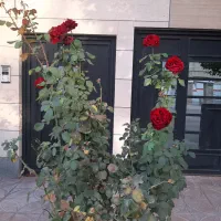 همکاری پاره وقت در همدان
