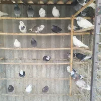 کبوتر بارجدیدرسید|پرنده|کوهدشت, |دیوار