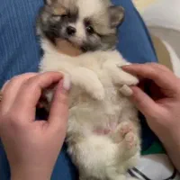 پامر خرسی عروسکی|سگ|رشت, دیانتی|دیوار