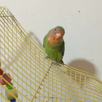 فروش طوطی تک و عروس تک نر|پرنده|شیراز, شهرک صدا و سیما|دیوار