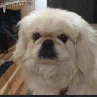 گمشده پیداشده