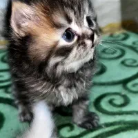 واگرازی گربه پرشین|گربه|شیراز, زند|دیوار