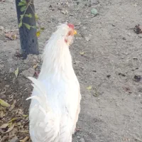 تعداد۱۰عددخروس گلین اصیل|حیوانات مزرعه|رودهن, |دیوار