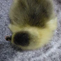 جوجه قو قاز