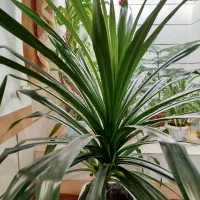 فروش گل پاندانوس