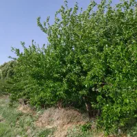 فروش-باغچه-دوراهی-میمند