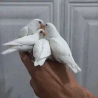 فول دستی کوتوله