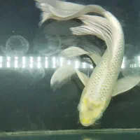 ماهی کوی پلاتینیوم سوپر باله بلند ۴۰ سانتی|ماهی|تهران, شکیبا|دیوار