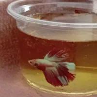 فروش فایتر|ماهی|نقده, |دیوار