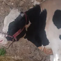 گاو|حیوانات مزرعه|رستم, |دیوار