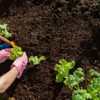 مشاور و مجری فضای سبز میخوام