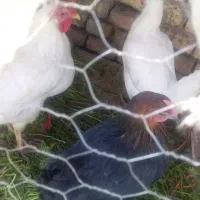 مرغ|حیوانات مزرعه|مبارکه, |دیوار