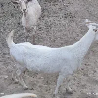 دام|حیوانات مزرعه|امیرآباد, |دیوار