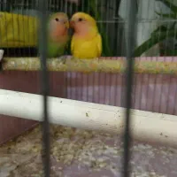 طوطی برزیلی جفت بازیگوش