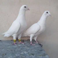 پلاکی و رنگ