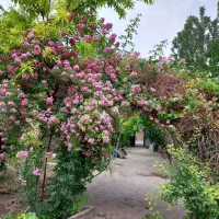 باغ ویلا.نوبهار