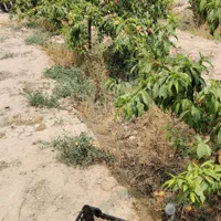 باغچه باغ ویلادر شهریار درمنطقه منجیل آباد شاهدشهر|فروش زمین و ملک کلنگی|رباط‌کریم, منجیل آباد|دیوار