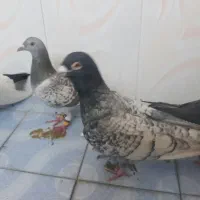 کفتر|پرنده|شیراز, شهرک مهدی‌آباد|دیوار
