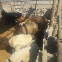 کوهه تخت
