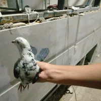 کفتر
