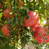 فروش ۱۲ تن انار