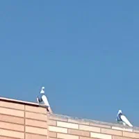 کبوتر|پرنده|خانمیرزا, |دیوار