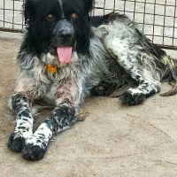 واگذاری سگ گله