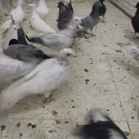 کبوتر پرشی رنگه آلمانی .|پرنده|چناران, |دیوار