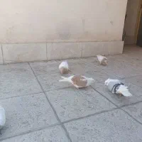 کفتر|پرنده|مشهد, ویلاشهر|دیوار