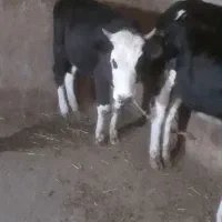 گاو|حیوانات مزرعه|بستان آباد, |دیوار