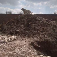 سگ عراقی|سگ|مراغه, |دیوار