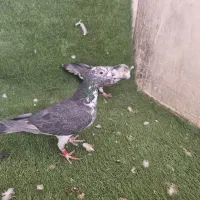 کفتر|پرنده|یزد, |دیوار