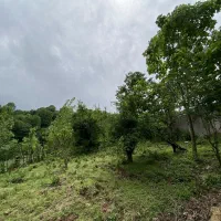 زمین مسکونی در ییلاق|فروش زمین و ملک کلنگی|احمدسرگوراب, |دیوار