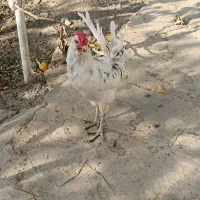 خروس گلین جوان|حیوانات مزرعه|مشهد, موسوی قوچانی|دیوار