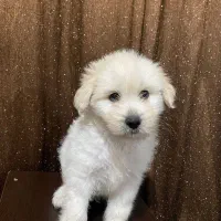 شتیزو تریر اصل پاکوتا رایگان فرصت محدود