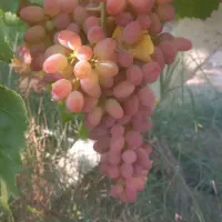 باغ-انگور
