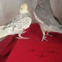 عروس هلندی دو عدد|پرنده|ری, دولت‌آباد|دیوار