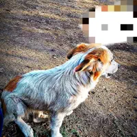 سگ پاکوتاه خوشگل و آروم