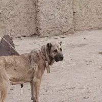 سگ سرابی|سگ|قهدریجان, |دیوار