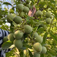 آواکادو سیب انبه کیوی گلابی هلو گیلاس قیسی|خدمات باغبانی و درختکاری|کرمانشاه, |دیوار