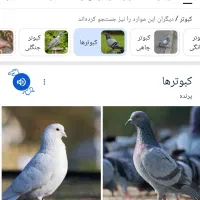 کبوتر پیدا کردم کد روی پابند بدید